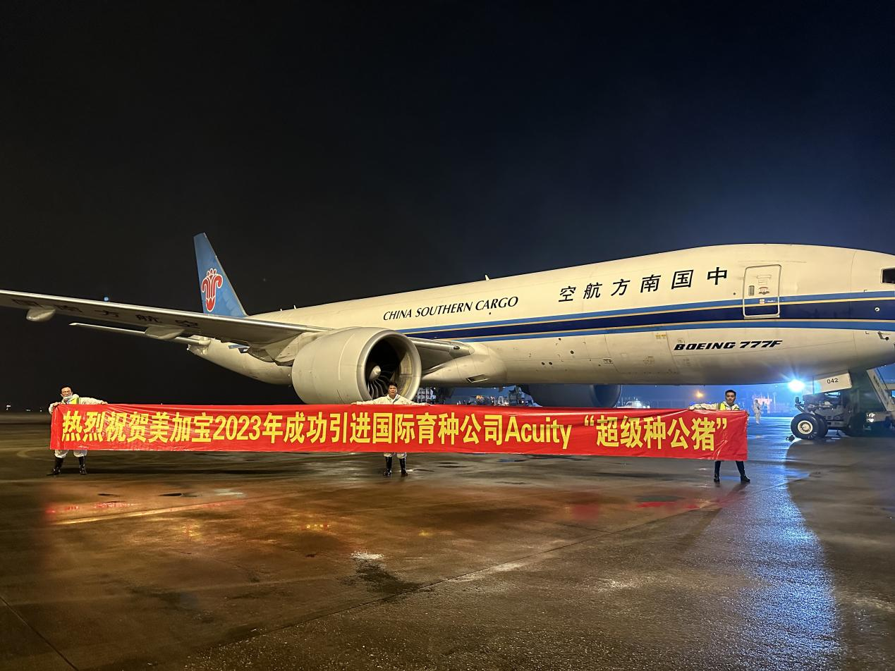 祝贺！美加宝再次引进美国Acuity公司最顶端的NP(核心)级别公猪！