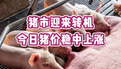 4月19日生猪价格：止跌回弹，20个地区呈现上涨态势！