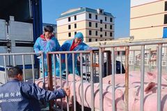 母猪体型好、屁股还很大，很满意！特驱的产品、种猪资源凭实力获得了养殖户朋友的认可