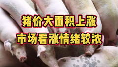 4月20日生猪价格：大范围“飘红”，涨势加大！市场看涨情绪较浓！