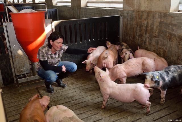 6月末生猪均价有望涨至17~18元/公斤，届时生猪育肥或将扭亏为盈？