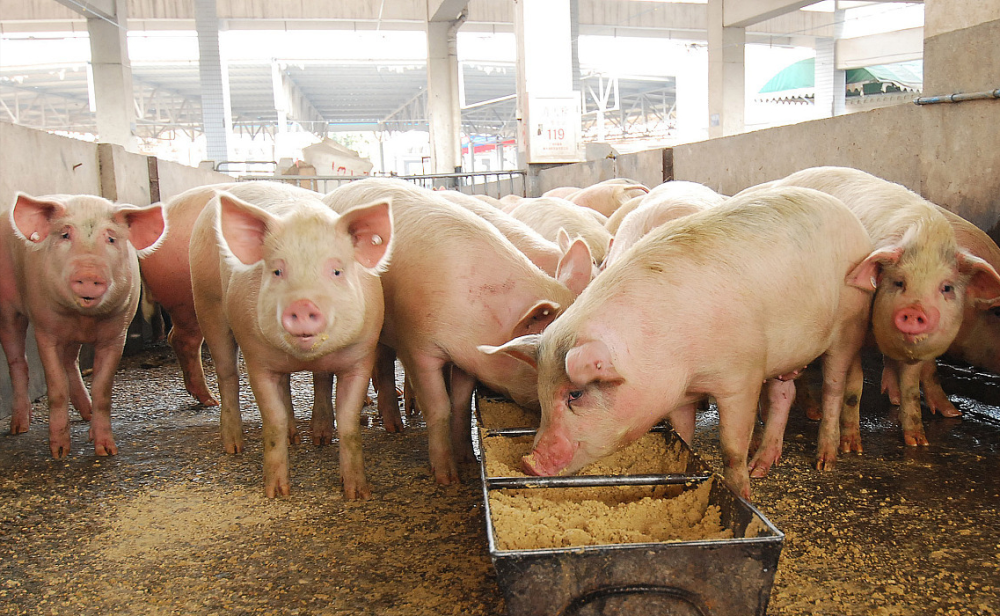 猪价涨入“7字头”，猪肉价也将逐步回升，畜禽市场或将迎来“涨价潮”？