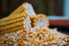 玉米也能影响料肉比，教保料中的玉米该怎么选择？ 