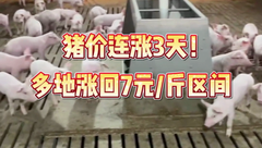 4月21日生猪价格：小幅上涨！多地猪价涨回7元/斤，后续上涨空间大吗？