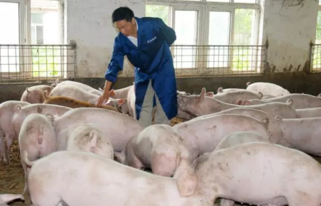 2023年04月21日全国各省市外三元生猪价格，大猪仍需消化，猪价“涨不动”了？