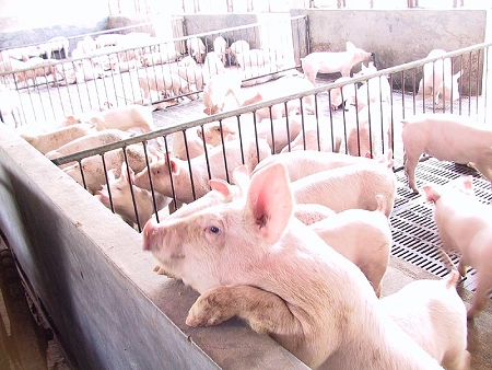 规模化猪场怎么做健康管理思路？种猪选育、非瘟防控等都有讲究！