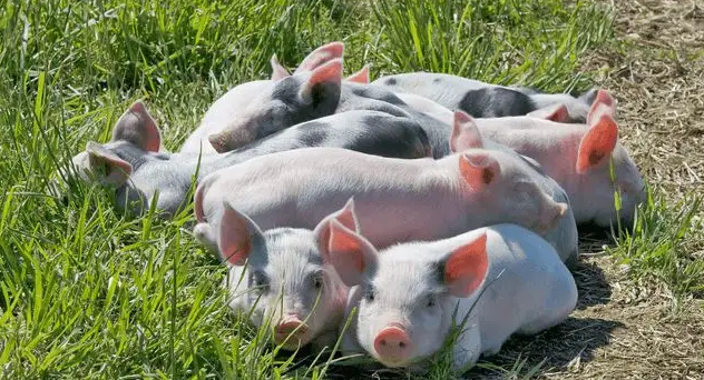 2023年04月24日全国各省市土杂猪生猪价格，猪价重心缓慢回升，但生猪行情缺乏大涨的基础！