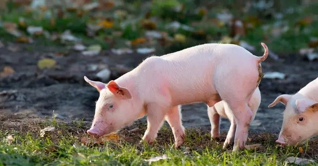 生猪养殖周期性下行，养殖技术不断更新，猪价何时迎来“回暖”？