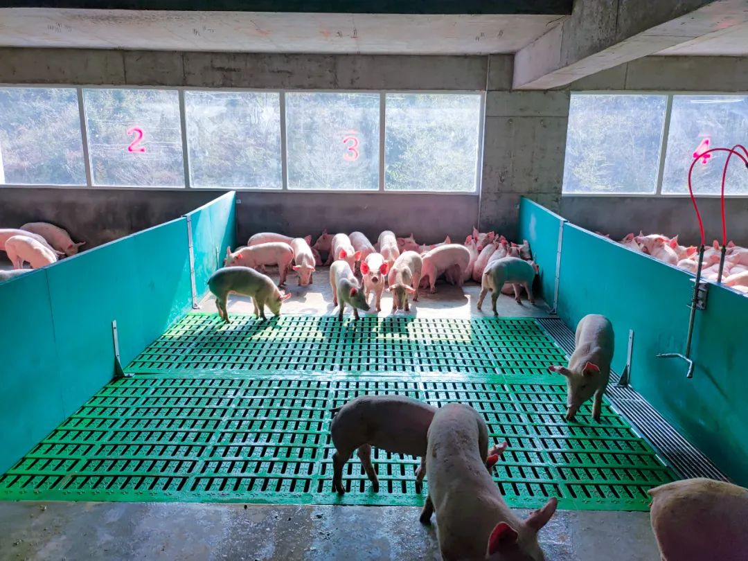 寻找天兆种猪最佳养殖户！东北实例验证，能带来效益的种猪是什么样的？