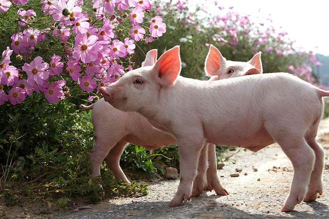养好保育猪的关键是什么？就8个字，这么简单？