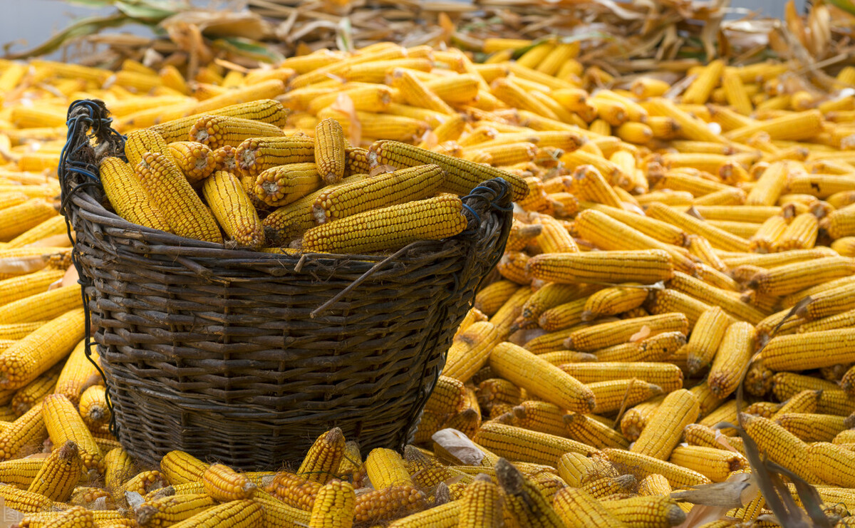 山东、东北玉米齐跌，玉米价格为啥突然跌得这么着急？