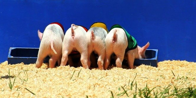 2023年04月26日全国各省市10公斤仔猪价格行情报价，仔猪价格下行，养殖利润低位，现在补栏还有钱挣吗？