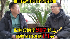 配种分娩率90%以上，产仔数14-15头！行情低迷下，他是如何取得这样成绩的？