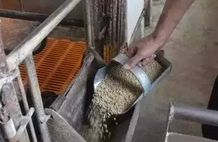 母猪饲喂