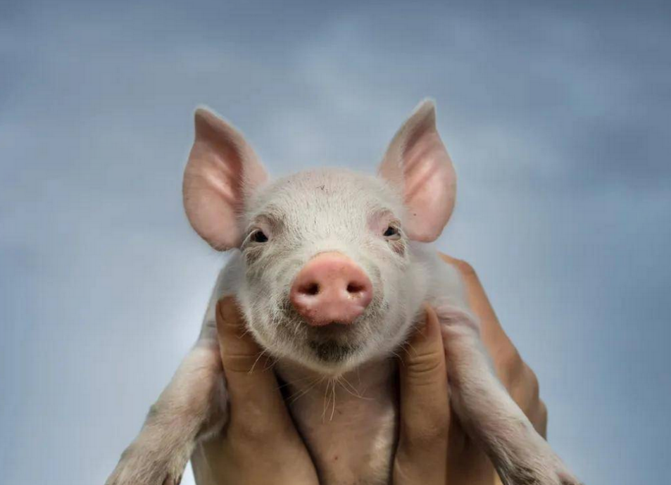 温氏利润大涨186亿、牧原产能狂飙7100万！养猪的压力越来越大！