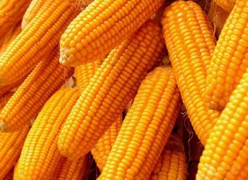 利空因素主导，预计五月玉米上行动力仍不足