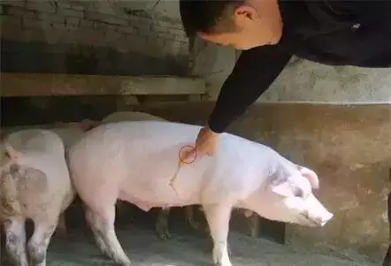 猪场常见防疫误区，这7点养猪人赶紧自查！