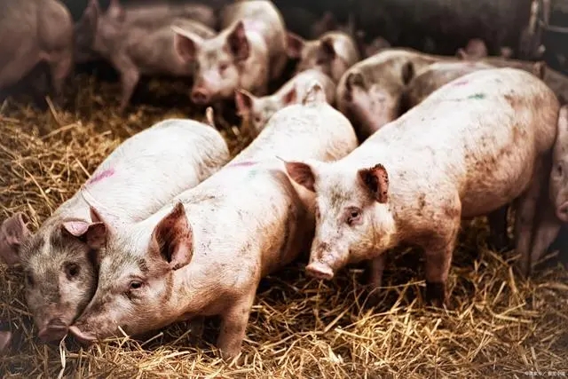 2023年05月01日全国各省市土杂猪生猪价格，节日效应逐步减弱，猪价跌势将增强？