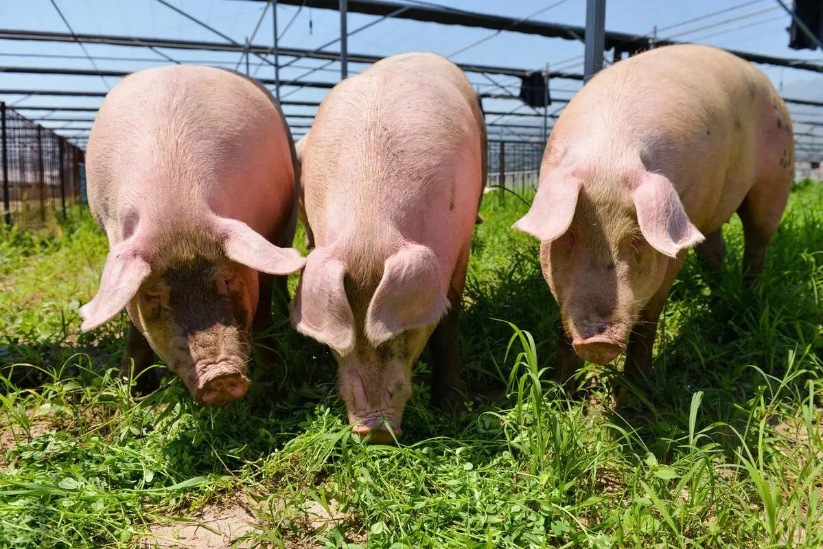 豆粕大涨13%，猪价涨势反扑，发生了什么？