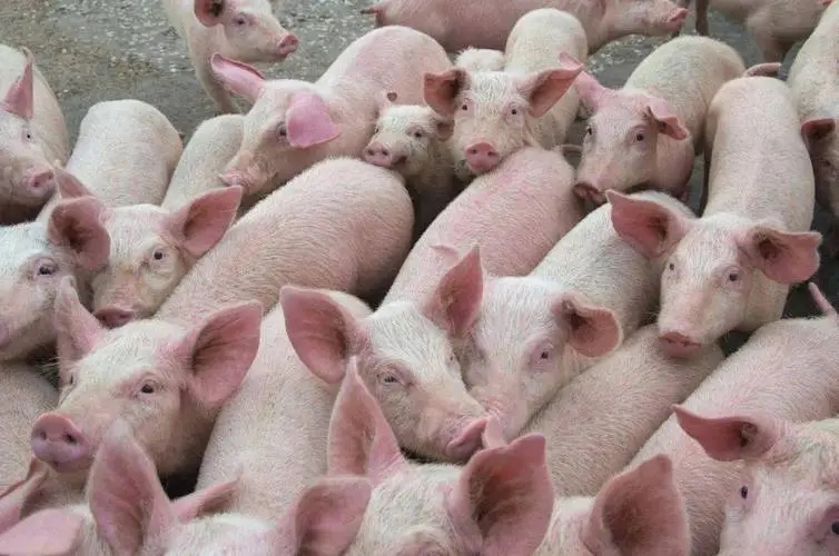 政策利好推动，节前海安生猪价格小幅上涨