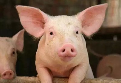 预计未来一周生猪价格运行区间或在14.20-14.75元/公斤
