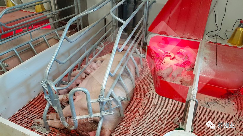 分批哺乳，高产母猪管理的简单做法，你学会了吗？
