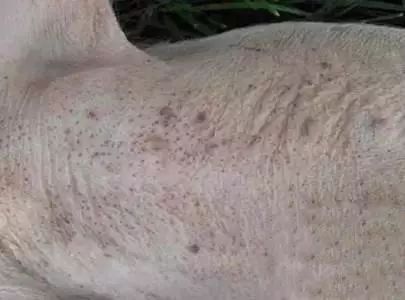 原因分析！猪发病后毛孔出血，究竟是什么回事？