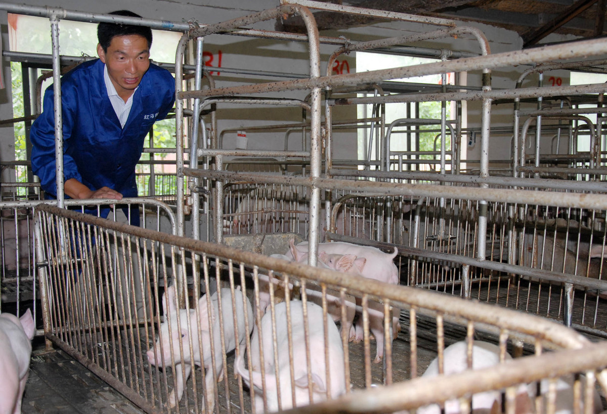 由内至外！建立猪场生物安全体系的关键措施有哪些？