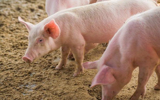 养猪迅速诊断5类猪病，让你养猪变轻松！