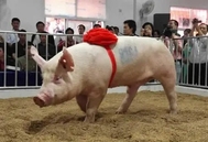 今年种猪迎来新的潮流？全球种猪基因进展未来方向峰会2023邀你来参加！