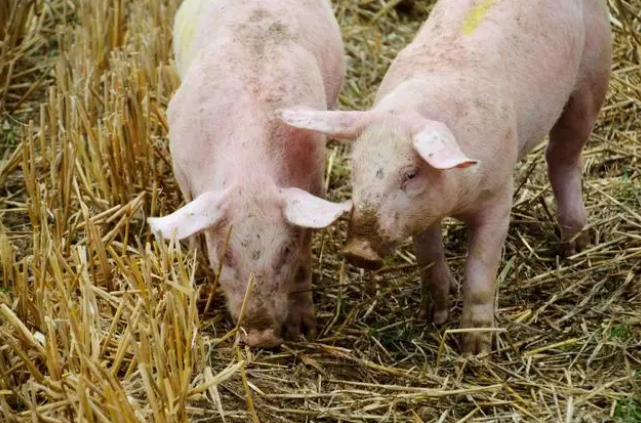 猪厌食消瘦都是低温惹得祸，猪低温是什么病？