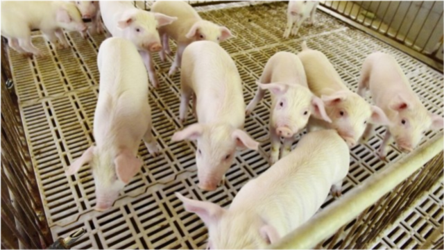 2023年05月06日全国各省市土杂猪生猪价格，节后，猪价持续恶化，养殖端出栏亏损增加！