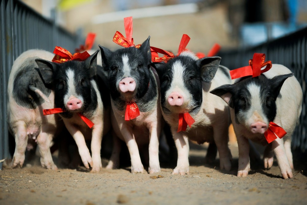 金新农：2023年计划出栏生猪约130万—140万头，短期无新建产能计划