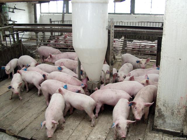 养猪人请收好！做好猪场消毒六大项，猪场生物安全才有保障！