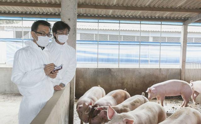 做好非洲猪瘟防控的同时，猪场如何做好主要疫病的防控？