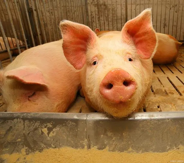 2023年05月06日全国各省市20公斤仔猪价格行情报价，预计猪价上涨空间有限，仔猪价格还能涨吗？