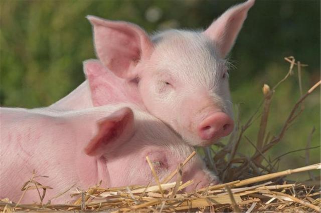 这些植物喂猪，能降低饲养成本，还能提高猪的瘦肉率！