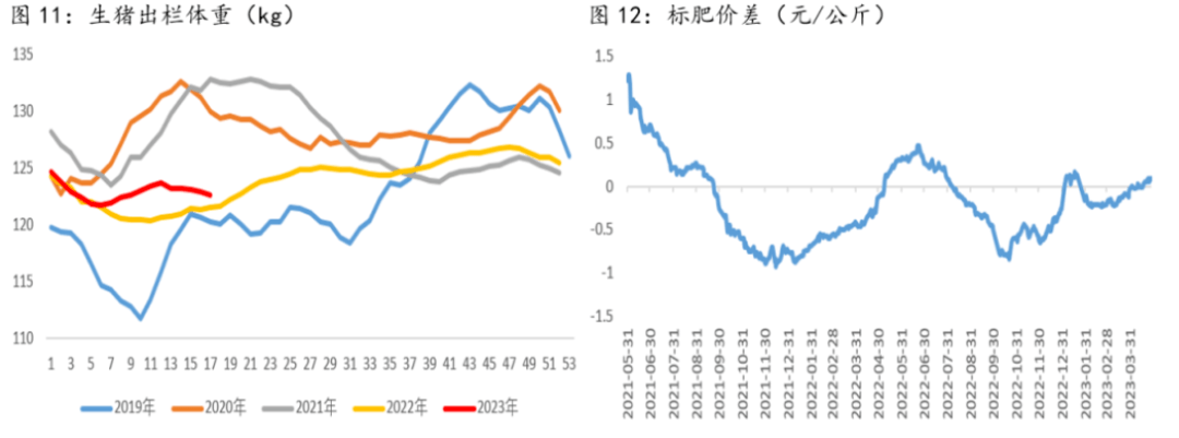 生猪出栏体重