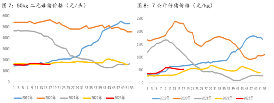 母猪、仔猪价格