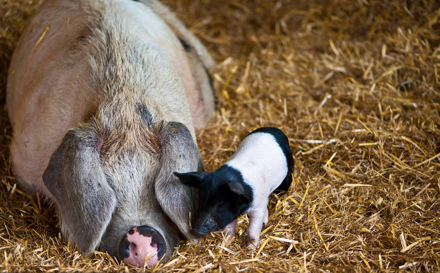 母猪产后如何进行正确的保健消炎？简单实用！