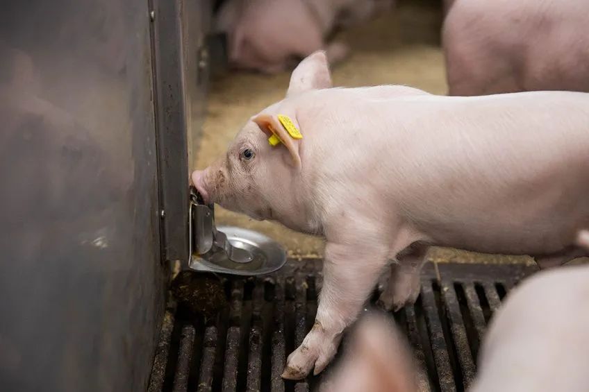 猪场如何做才能即确保猪群饮水还能避免水源浪费？