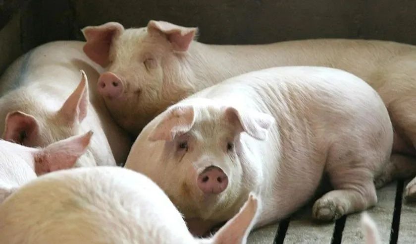 要想提高母猪使用寿命，牢记这5个关键点！