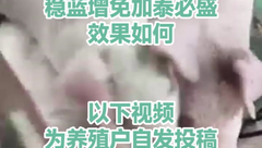 案例分享！断奶仔猪使用稳蓝增免联合泰必盛效果可好了