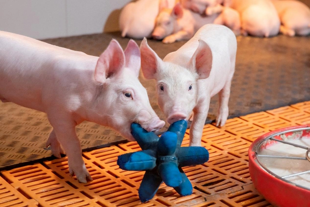 2022年全国生猪出栏69995万头，猪肉产量5541万吨