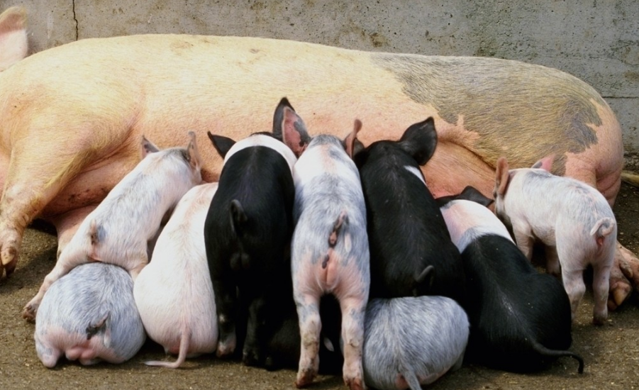 如何鉴别母猪的泌乳力高低？