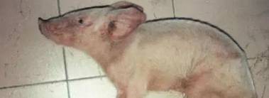 猪链球菌病