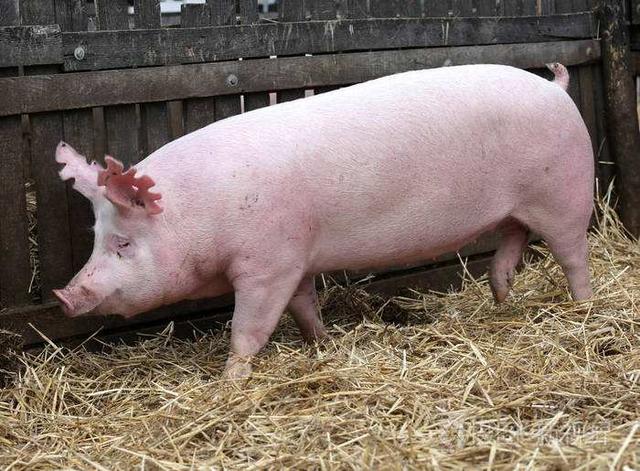 2023年05月12日全国各省市种猪价格报价表，猪价持续低迷，能繁母猪淘汰量增加？