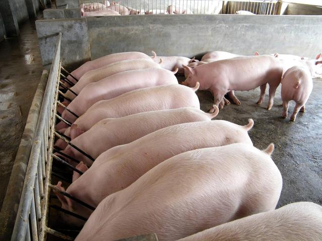 猪场氨气味重的危害有哪些？如何才能降低猪圈氨气味？