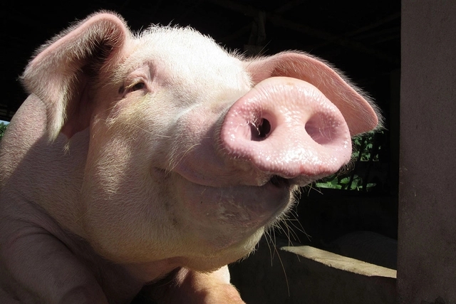 育肥猪厌食的原因是什么？育肥猪应如何饲养管理？答案都总结在这里