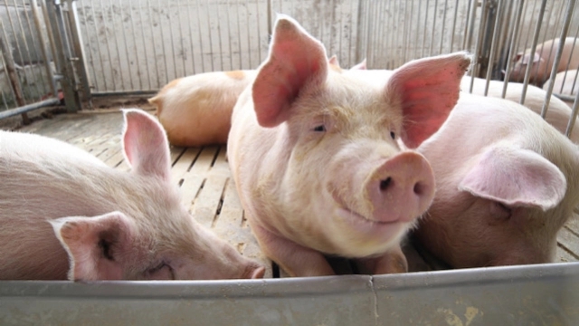 健康养猪可多喂粗粮，粗粮喂猪有什么优点？